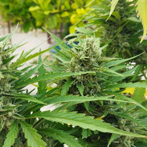 Zkittlez Auto growlog timeline photo