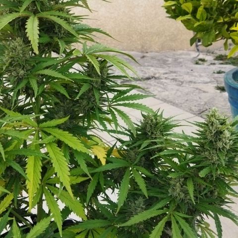Zkittlez Auto growlog timeline photo