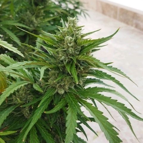Zkittlez Auto growlog timeline photo