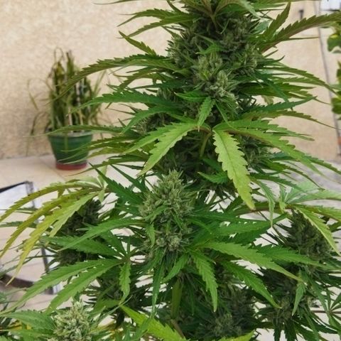 Zkittlez Auto growlog timeline photo