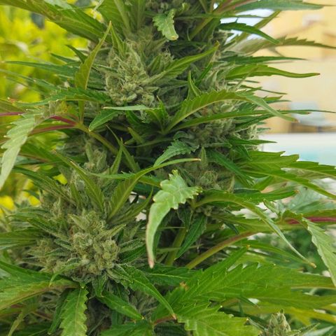 Zkittlez Auto growlog timeline photo