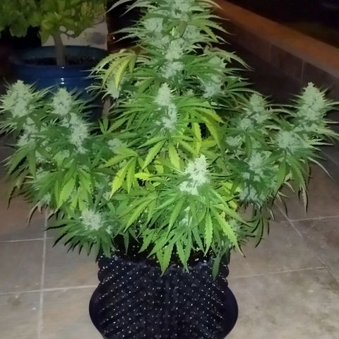 Zkittlez Auto growlog timeline photo