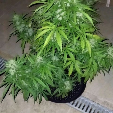 Zkittlez Auto growlog timeline photo
