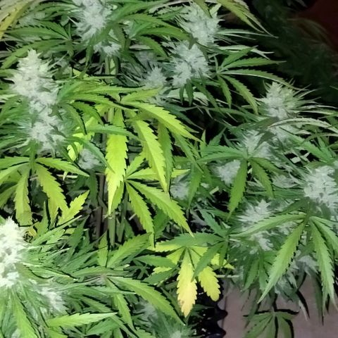 Zkittlez Auto growlog timeline photo