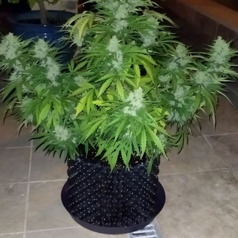 Zkittlez Auto growlog timeline photo