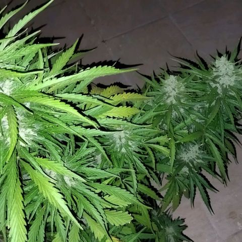 Zkittlez Auto growlog timeline photo