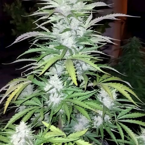 Zkittlez Auto growlog timeline photo