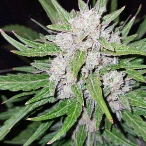 Zkittlez Auto growlog timeline photo