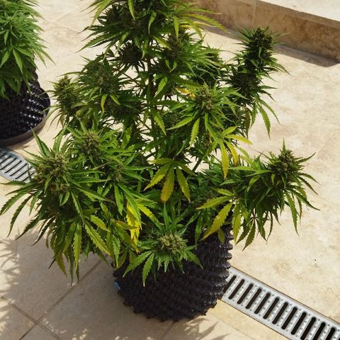 Zkittlez Auto growlog timeline photo