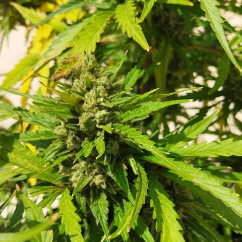 Zkittlez Auto growlog timeline photo