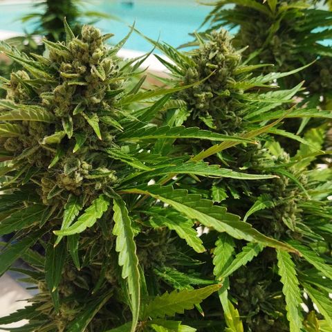 Zkittlez Auto growlog timeline photo