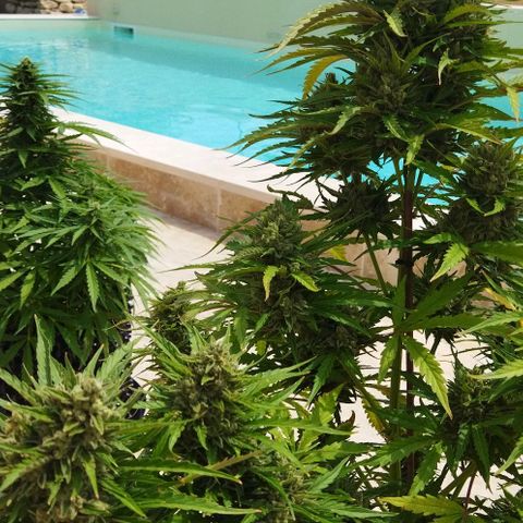 Zkittlez Auto growlog timeline photo