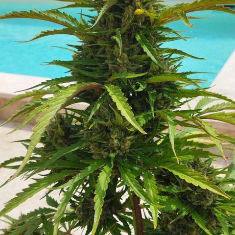 Zkittlez Auto growlog timeline photo