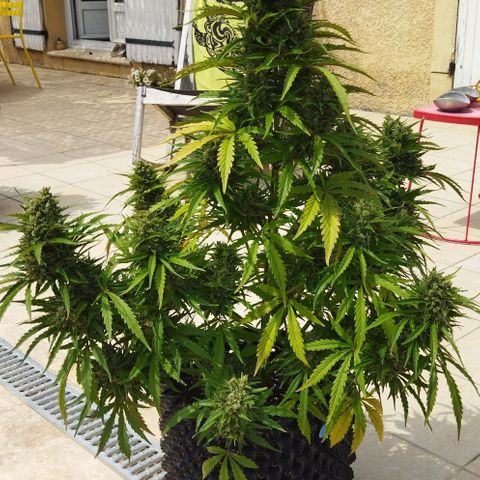 Zkittlez Auto growlog timeline photo