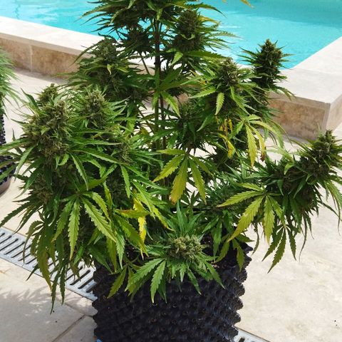 Zkittlez Auto growlog timeline photo