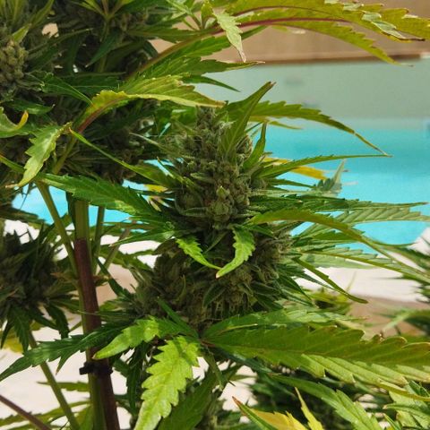 Zkittlez Auto growlog timeline photo