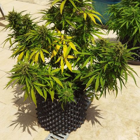Zkittlez Auto growlog timeline photo