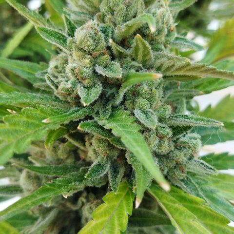Zkittlez Auto growlog timeline photo