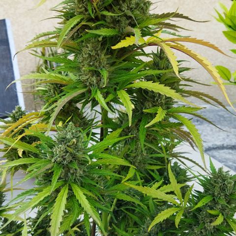Zkittlez Auto growlog timeline photo