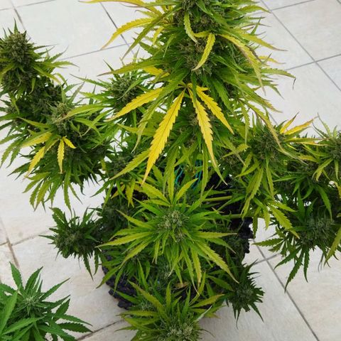 Zkittlez Auto growlog timeline photo