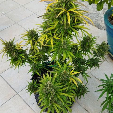 Zkittlez Auto growlog timeline photo