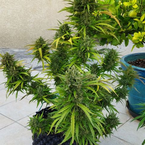 Zkittlez Auto growlog timeline photo