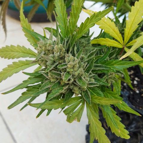 Zkittlez Auto growlog timeline photo
