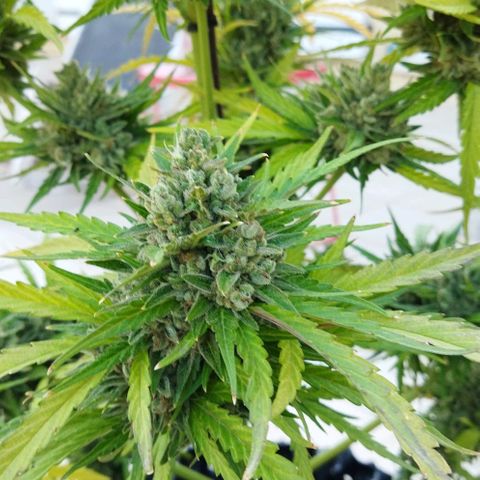 Zkittlez Auto growlog timeline photo