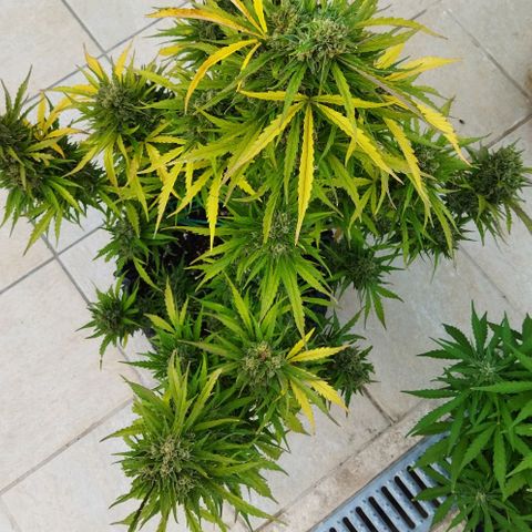 Zkittlez Auto growlog timeline photo