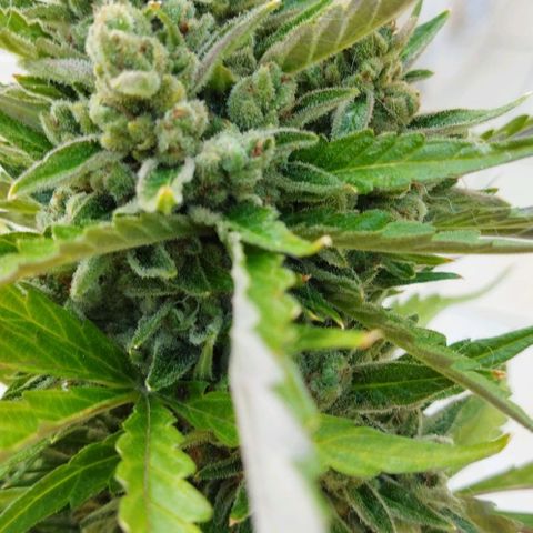 Zkittlez Auto growlog timeline photo