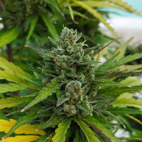 Zkittlez Auto growlog timeline photo