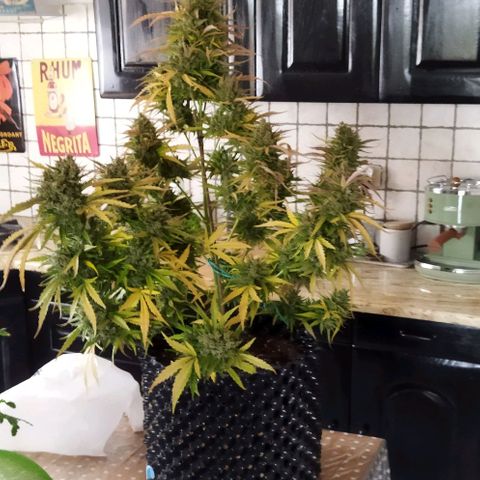 Zkittlez Auto growlog timeline photo