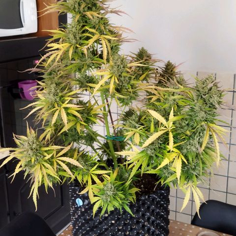 Zkittlez Auto growlog timeline photo