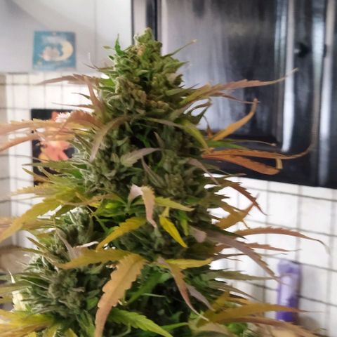 Zkittlez Auto growlog timeline photo