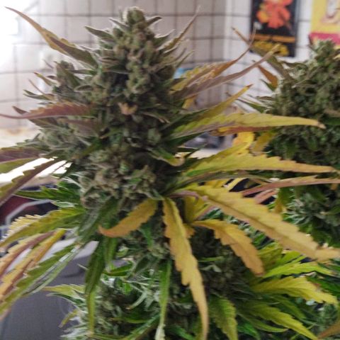 Zkittlez Auto growlog timeline photo