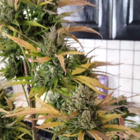 Zkittlez Auto growlog timeline photo