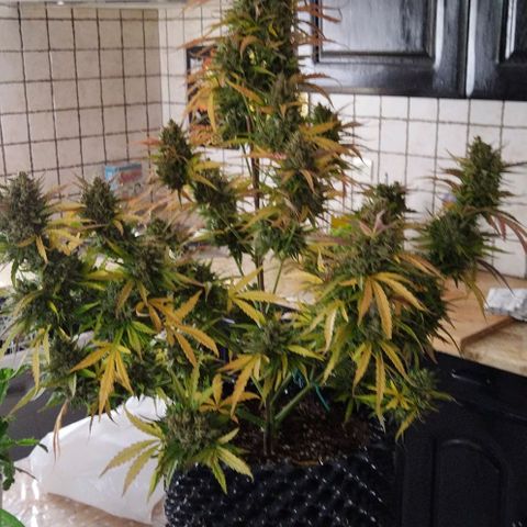 Zkittlez Auto growlog timeline photo
