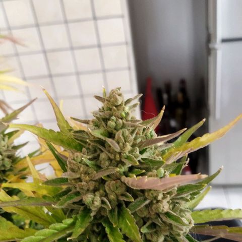 Zkittlez Auto growlog timeline photo