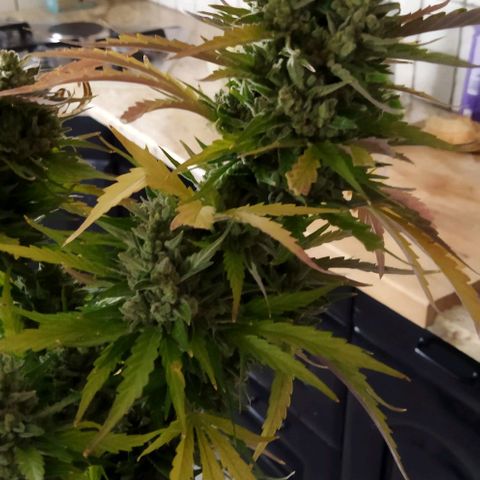 Zkittlez Auto growlog timeline photo