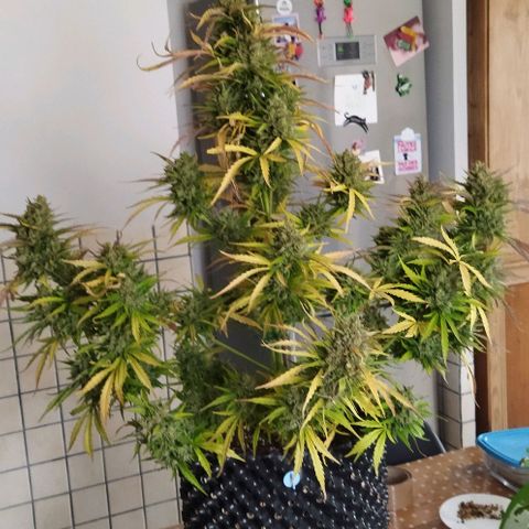 Zkittlez Auto growlog timeline photo