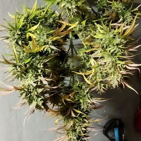Zkittlez Auto growlog timeline photo