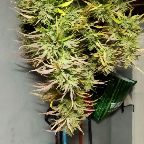 Zkittlez Auto growlog timeline photo