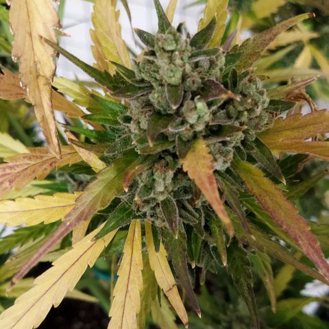 Zkittlez Auto growlog timeline photo