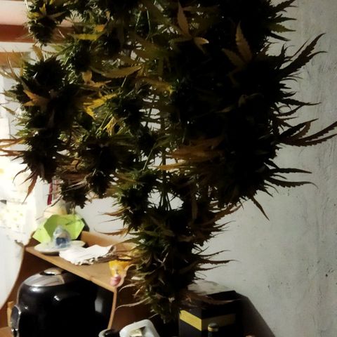 Zkittlez Auto growlog timeline photo