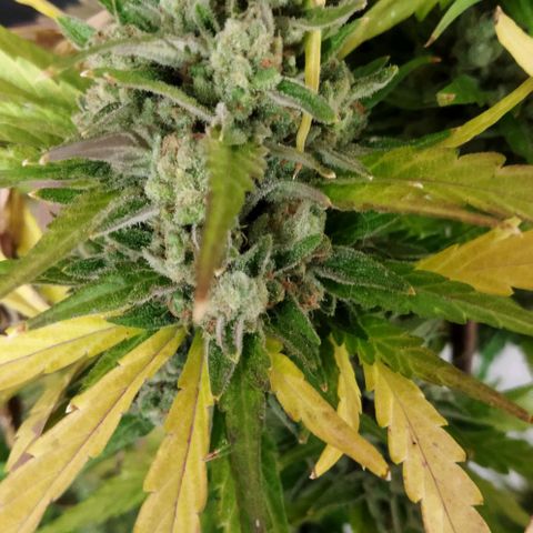 Zkittlez Auto growlog timeline photo