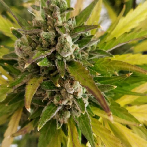Zkittlez Auto growlog timeline photo