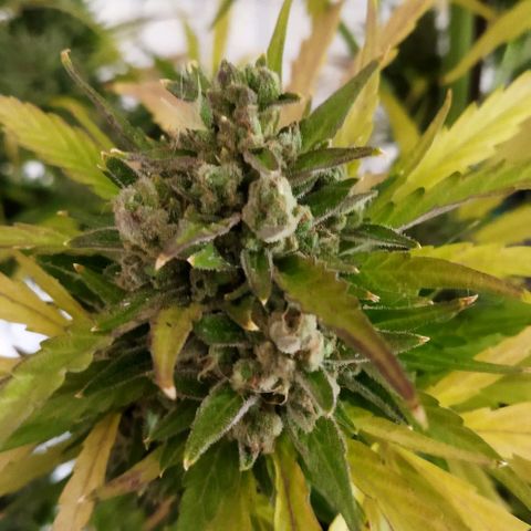 Zkittlez Auto growlog timeline photo