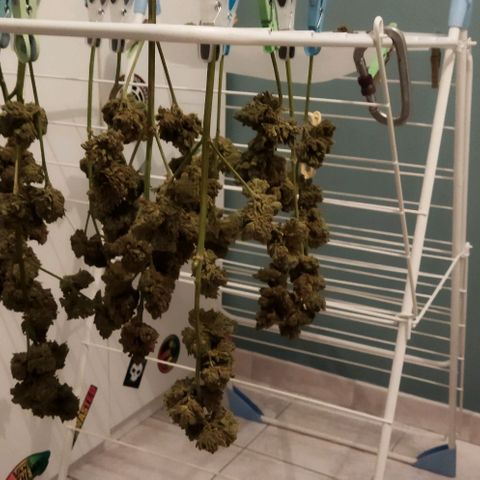 Zkittlez Auto growlog timeline photo