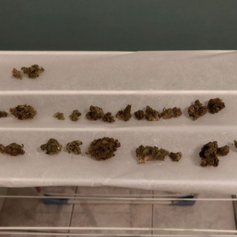 Zkittlez Auto growlog timeline photo