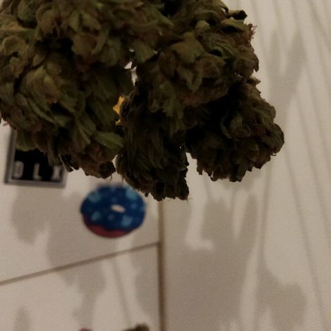Zkittlez Auto growlog timeline photo